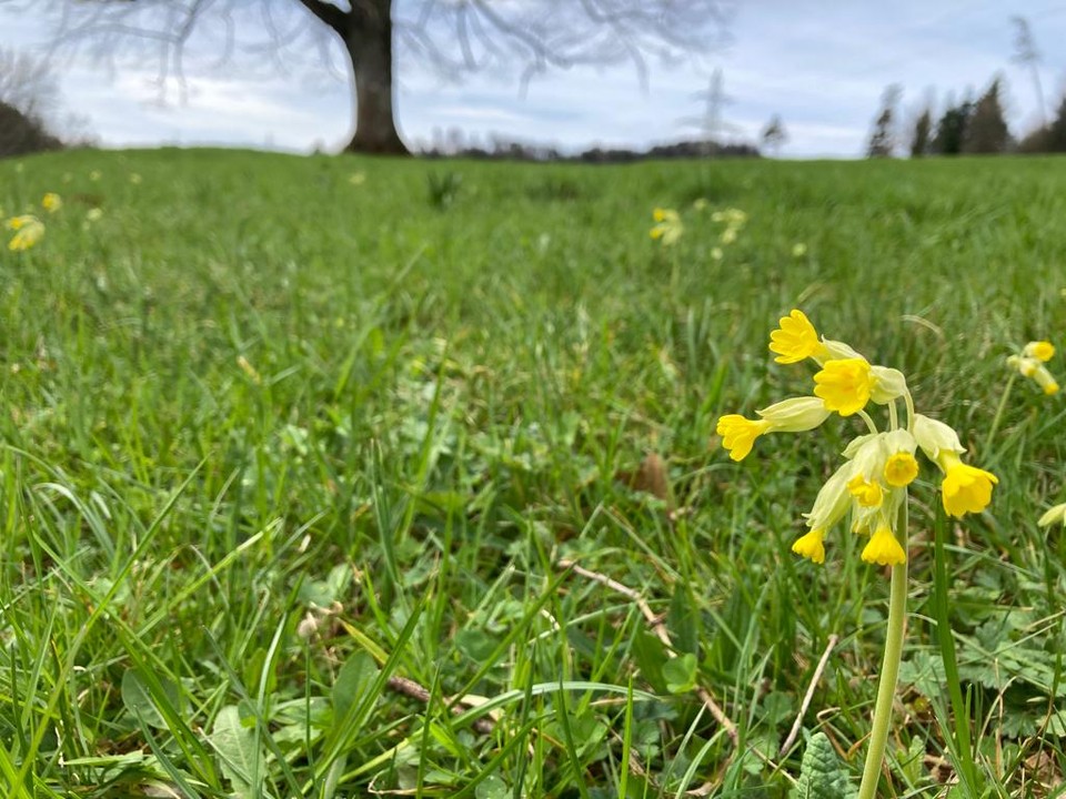 Frühlingsschlüsselblumen