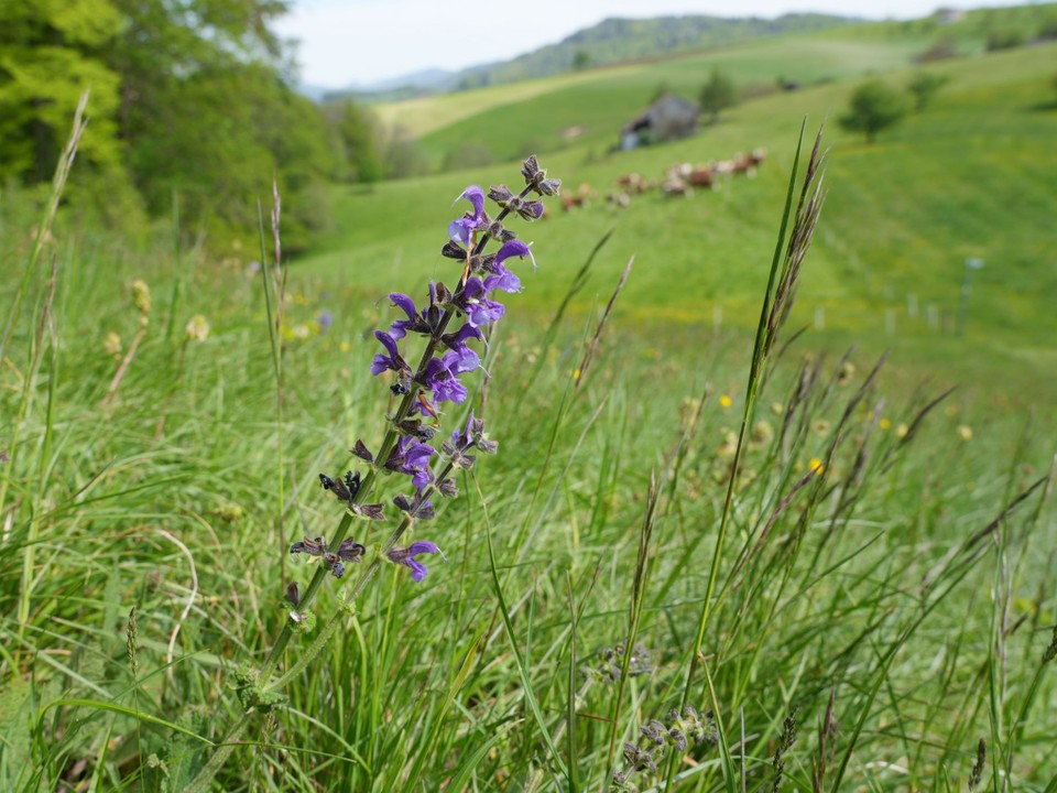 Wiesensalbei auf der Wiesentour Arboldswil-Titterten